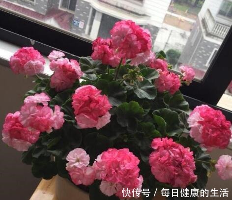 家有小阳台,就养“4种花”,春夏秋冬轮着开,365天都赏花!