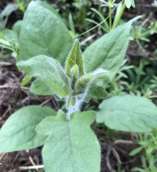 风湿痹痛|一只咸鸭蛋，治病大功效！10大妙用法，横扫全身上下10种疾病！