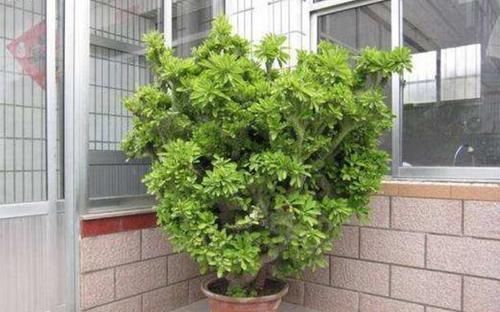 大爷捡到一棵“玉麒麟”,拿回家养盆里,半年来了6-7个买主