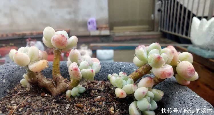 如莲似花,美好心情由你而始!