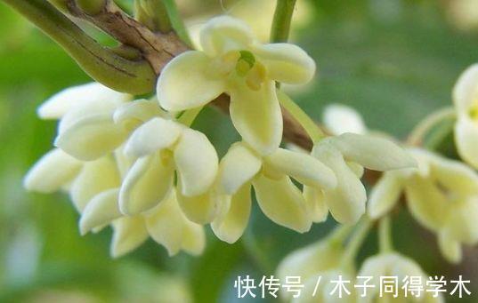 藤本樱霞|从8月30日开始,家养此款花卉,花开芳香四溢,养家里赏心悦目