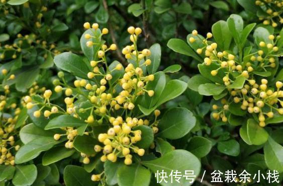蕾丝|7种“香水花”，养一盆满屋生香，开花180天，好看又贵气