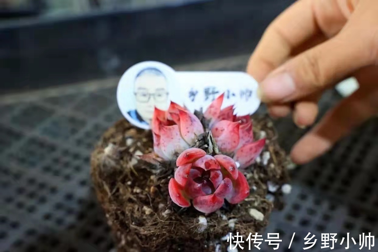 冬天容易掉色摊大饼,养上这些治愈系多肉,冬天也能萌萌哒