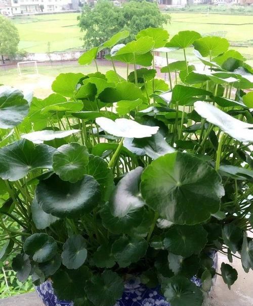 朋友养的铜钱草,长出叶子“手掌大”,他只用了2个小方法