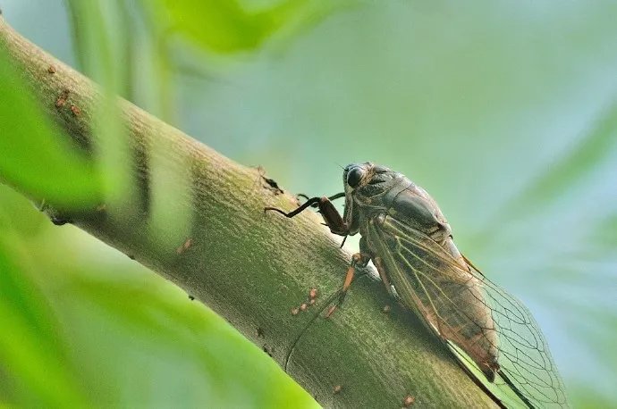 寒蝉|立秋之后,寒蝉鸣