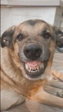 |搞笑GIF趣图：如果你的脸特别别大，那就尝试一下侧颜