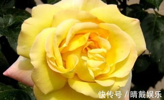 月季花有3000多个品种,此3种荣获“全世界最受欢迎月季”殊荣