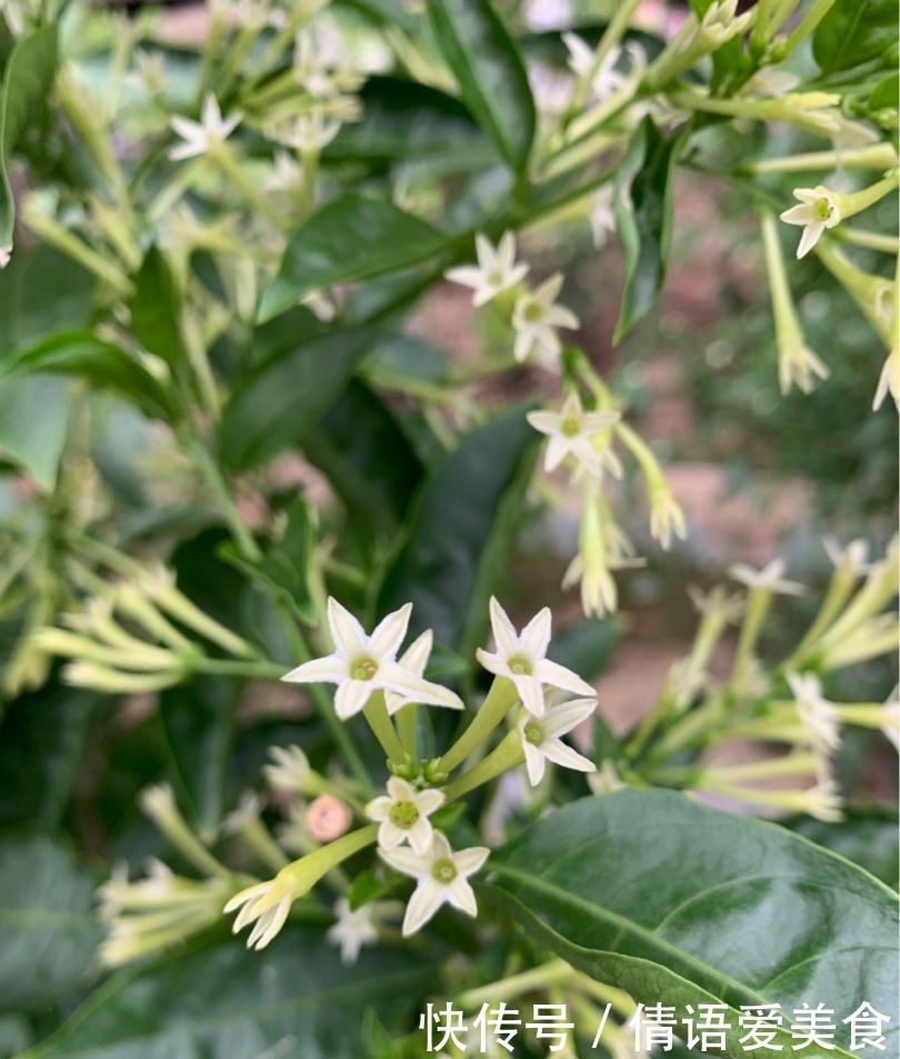 花友|有院子的花友要注意,4种植物易招蛇,最好少养!
