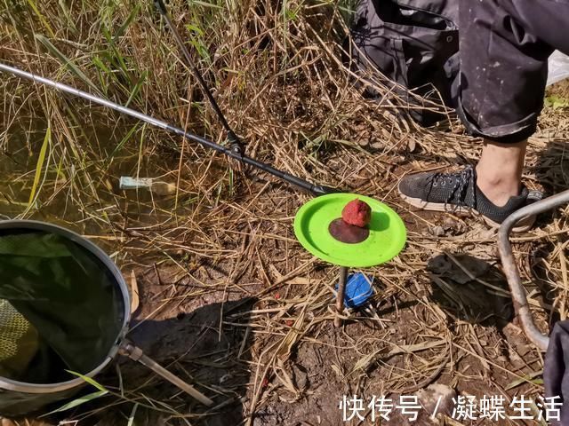 野钓补窝就停口,找到问题关键,还怕鱼逃离窝子吗