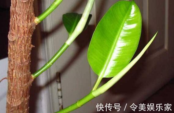 香蕉皮|香蕉皮也是养花“宝”，学会2种方法，养花叶子油绿、新芽多