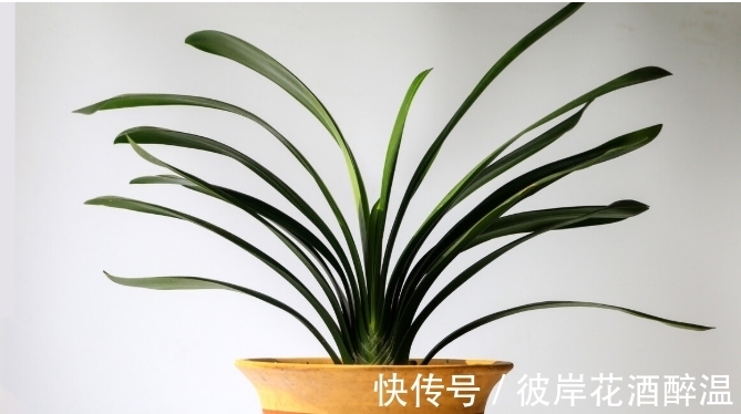 如何让君子兰主动开花?给你4个建议,到时间就开,不用发愁