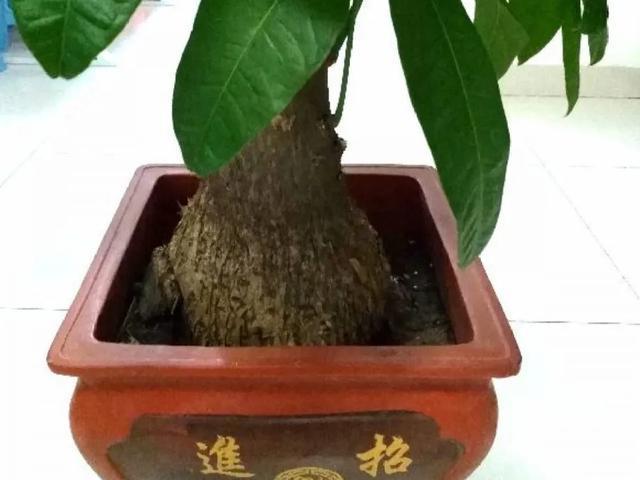 家里养盆虎皮兰,小花盆、挤着养,疯狂开花爆小崽!