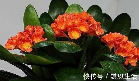 想要君子兰开花，有一个小方法，叶片蹭蹭长得快，花开的漂亮极了