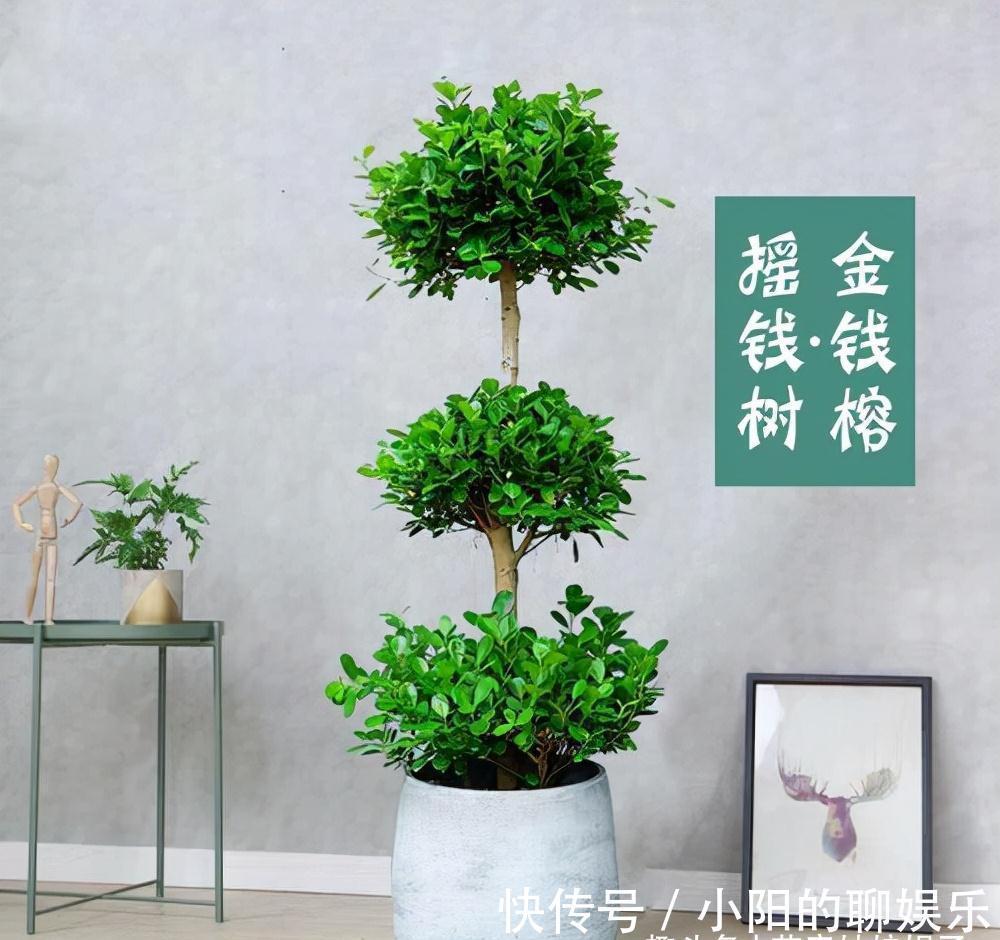 7种带“钱”字的花,寓意好、观赏价值高,都喜欢在家里栽培