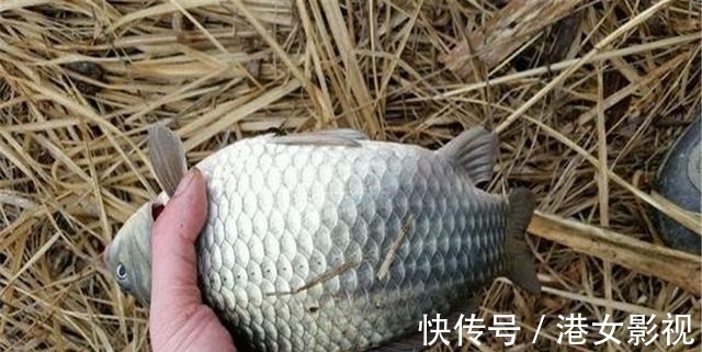 秋冬季节传统钓,打窝后不要立刻下竿,这说法靠谱吗