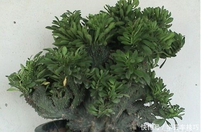 镇宅盆栽“玉麒麟”,做好4点长的旺又快,威武霸气“传家宝”!