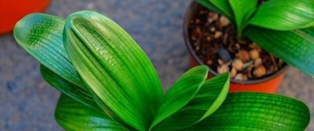 “1种玩意”不要扔，用来养花，扔盆就行，简单、好用，易爆盆！