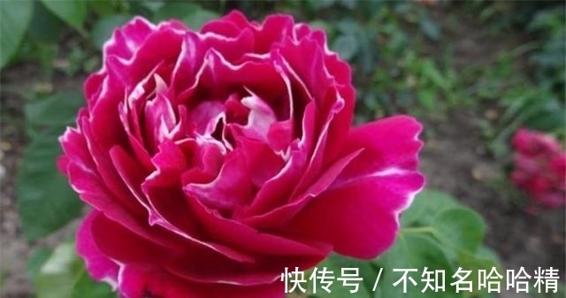 月季|被淘汰掉的藤本月季，听起来很经典，实际是鸡肋