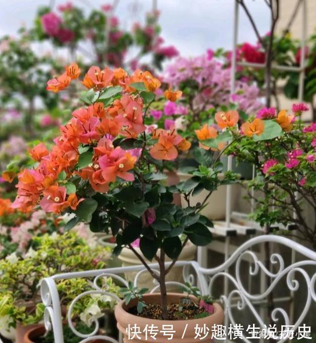 三角梅|45种三角梅品种,红、橙、黄、绿、白、紫,每一种都很好看!