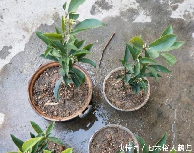 枝条|桂花怎样繁殖快？“扦插”最靠谱，教你扦插小技巧