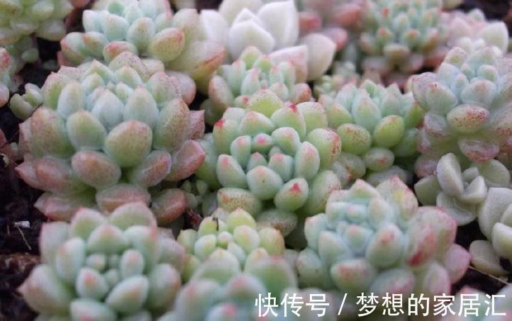 养多肉的重要三部曲,方能把多肉养的肥肥胖胖