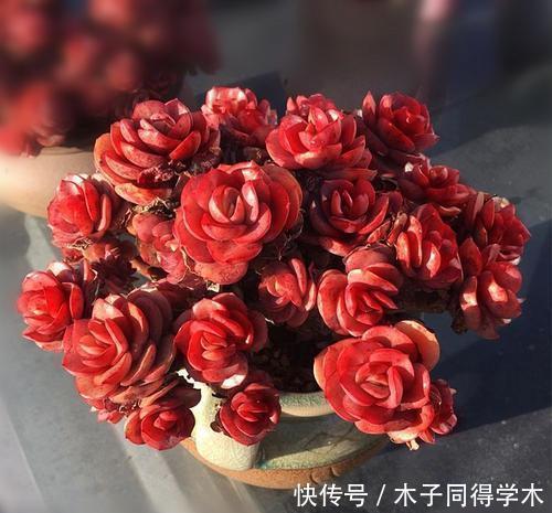 养多肉秀妍，了解掌握几个要点，上色美长满盆，像个艺术品！