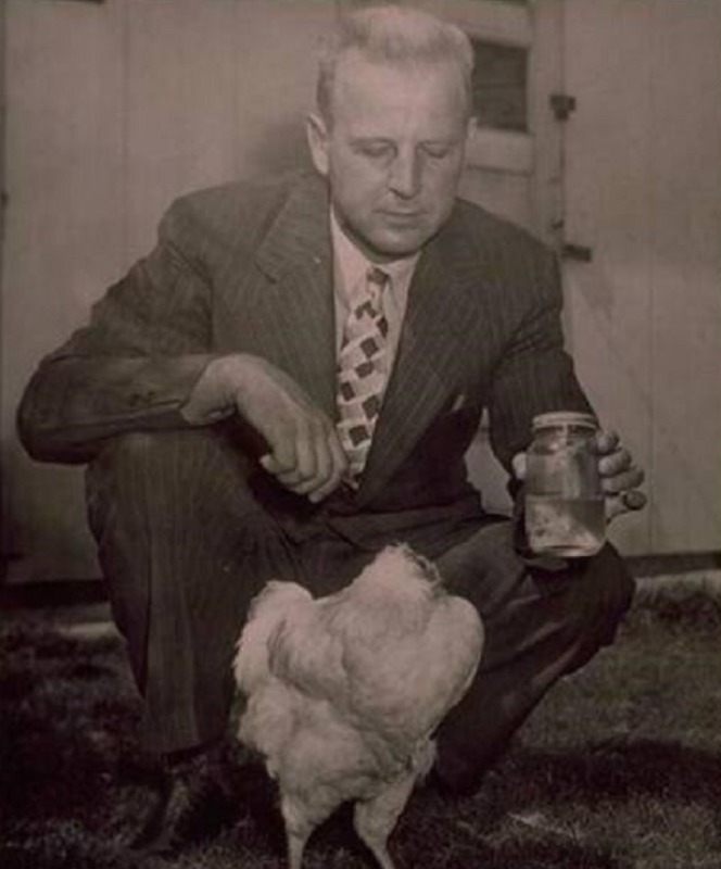 美国无头鸡麦克头被砍掉,却活了18个月,还在全国巡演