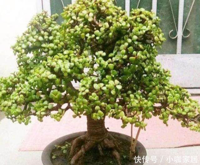 老桩|3种常见的植物,轻松养成老桩盆景,漂亮又美观