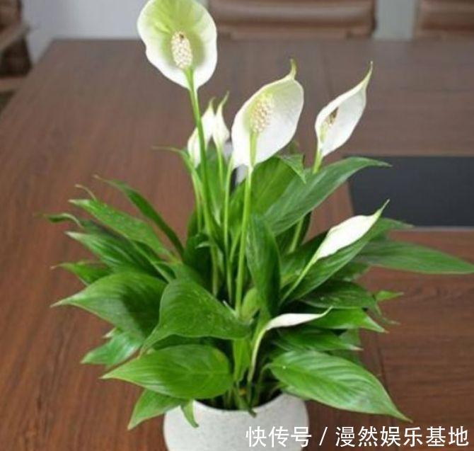 阳台|养花就养4种花，家里养一盆，开花漂亮花期长，阳台养出小花园