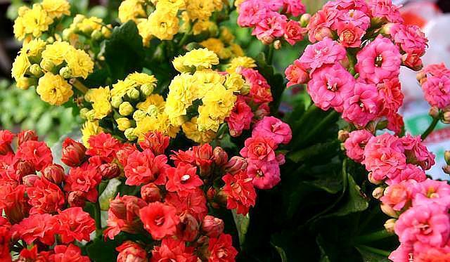 换盆|想给长寿花换盆,避开这个“时间段”,枝繁叶茂,快速恢复开满花