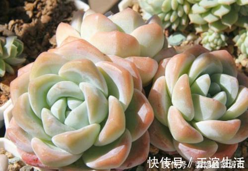 4种高颜值多肉,在家养一盆,好像艺术品,花友:后悔没早点养!