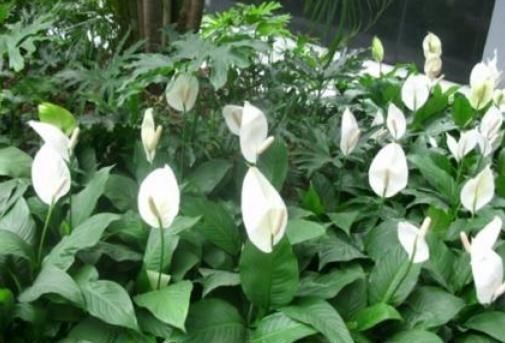 3种“室内花”好看又好养,一月不管也能赏花,还去异味、吸烟尘