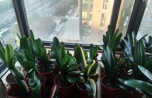 事情|君子兰做好这3件“小事情”,不怕没花赏,叶肥厚油亮数量多