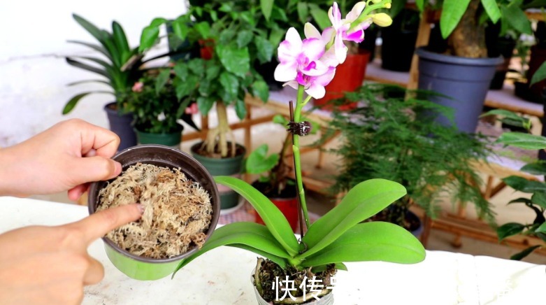 蝴蝶兰被扔路边,捡回去能养活吗?按这4点操作,开花长叶子易