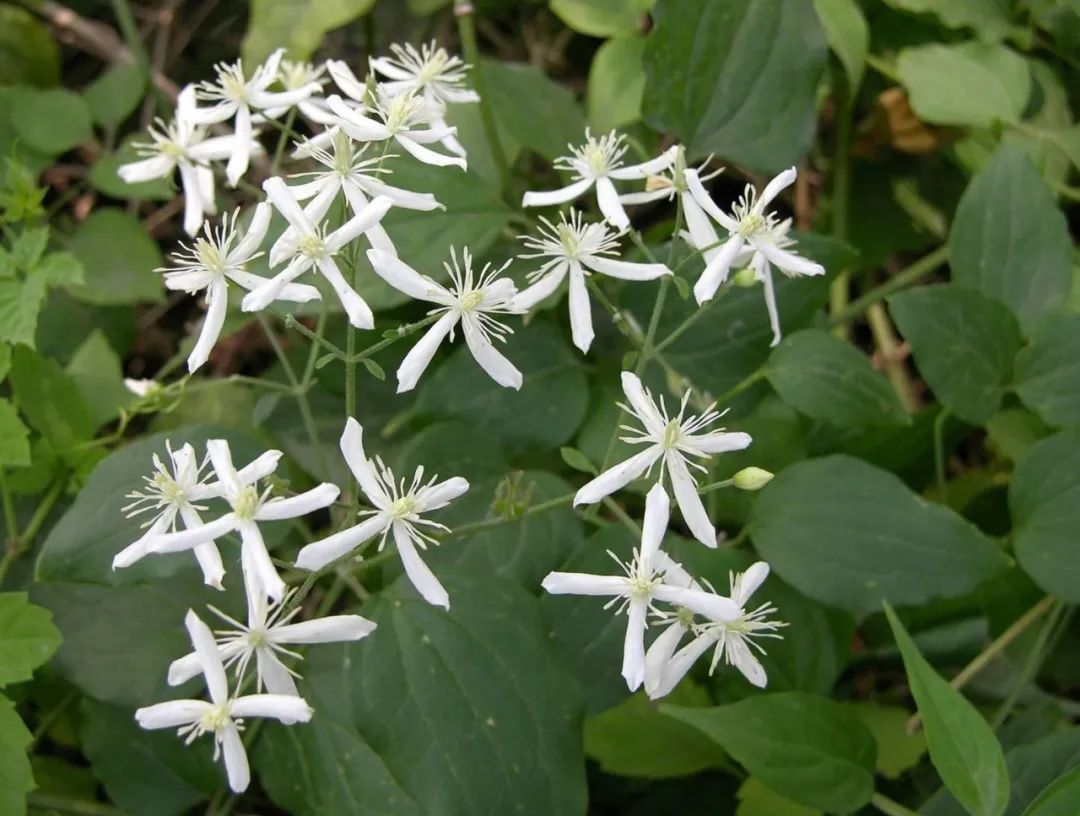 囊肿|一切息肉与囊肿,用这个4味药的中医方子,可去死肌,蚀恶肉