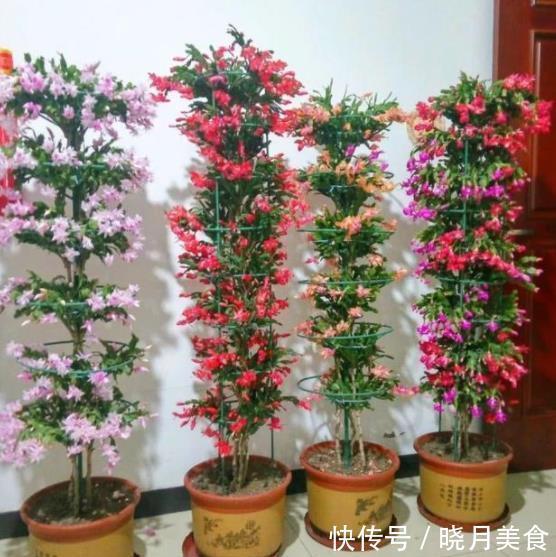 爆花|冬天蟹爪兰长出2种花苞,赶紧掐掉,留下来会影响开花,别忽视