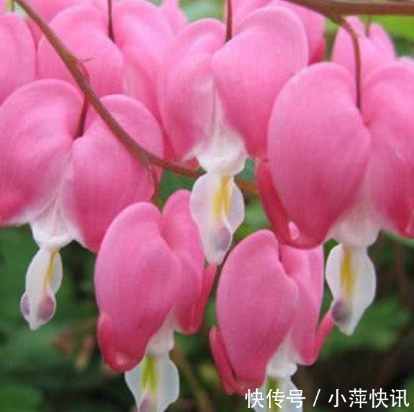 阳台|几种花,开花漂亮又好养,堪称是“开花机器”,养在阳台极美了