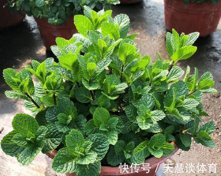 薄荷|“蚊子”不喜欢的“3种花”，现在养一盆，夏天正好驱蚊虫