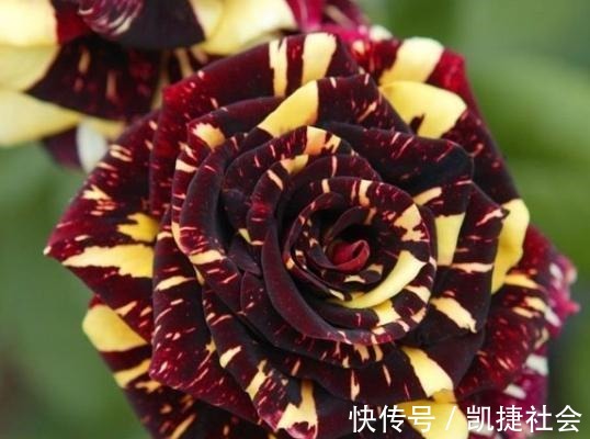 6种冷门月季,看一眼就中“毒”,没养的人都后悔了!