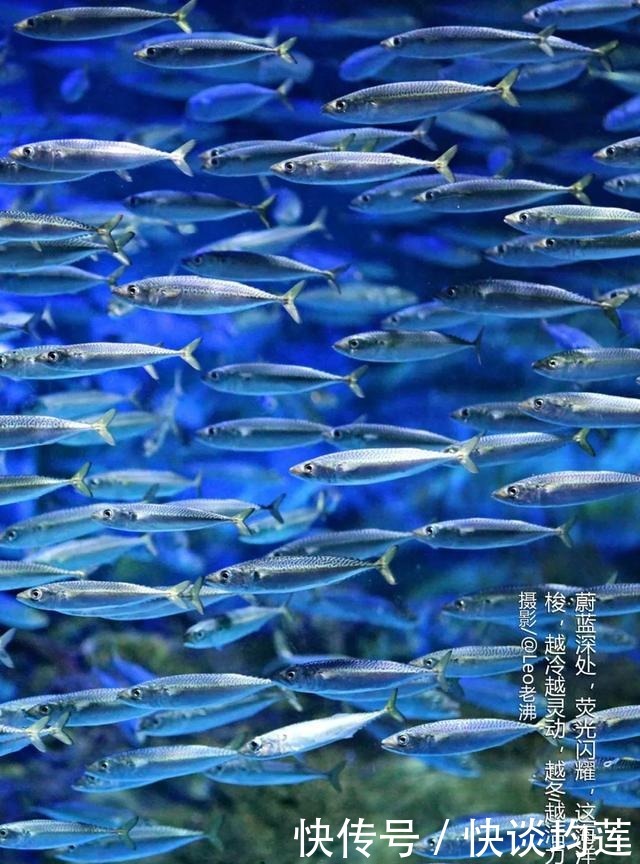 大连|大雪,大连,大生机