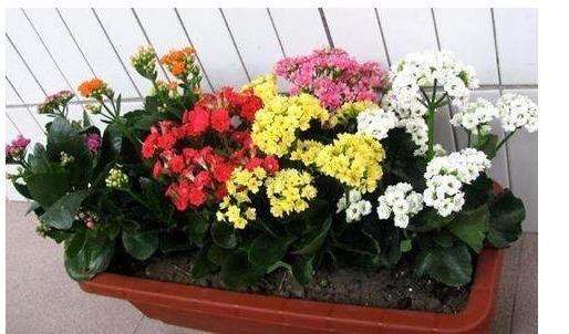 想要长寿花多开花,老妈往盆里埋个它,花苞蹭蹭窜,不用管也爆盆