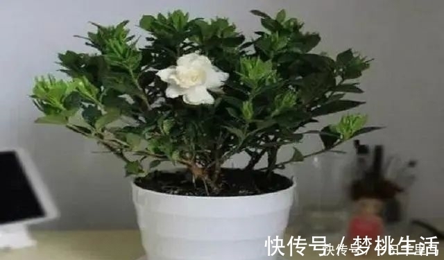 养花3大“营养液”,养花时浇对了,就算不施肥,花卉长势也极佳