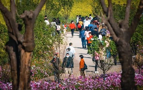 随手一拍就是大片！这个七彩花田成市民新春假期打卡地