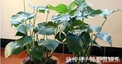 盆栽|现如今,很多人爱养“3种植物”,难怪都钱多,过得好,你家有