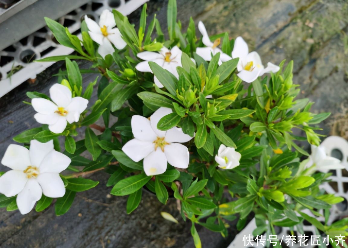 夏季高温，栀子花有“3喜3怕”，抓住生长旺季，下次花量翻倍