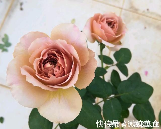 灌木|盘点10种古典美复古色系月季,你必须拥有其中一种!