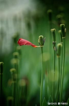 春雨过后，郁金香花瓣已落