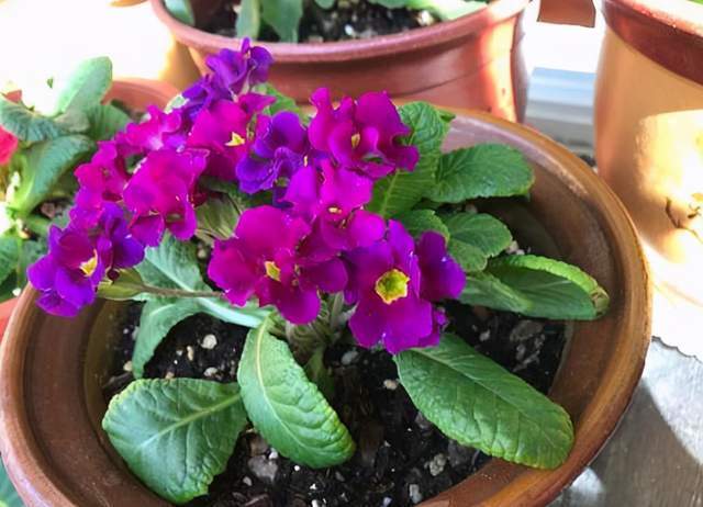 花商|在市场买花,要记住“四不买”,养花再也不踩坑,养好也是挺简单