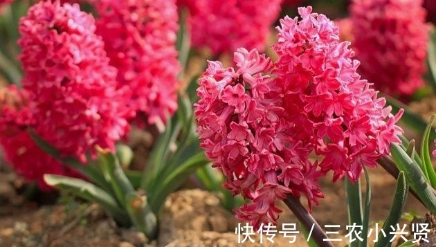 花语|风信子有毒吗? 风信子可以放在卧室内养吗?