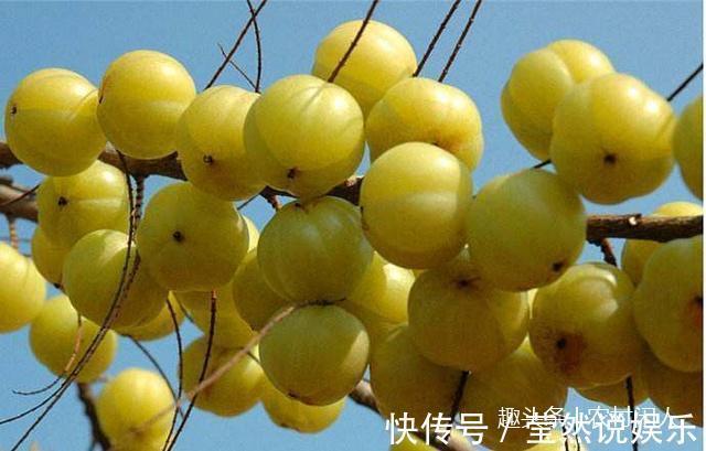 味甘苦|农村一种叫皇帝甘的野果，抗癌作用效果明显，中医欲求不满